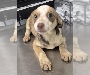 Chihuahua Dogs for adoption in Bakersfield, CA, USA