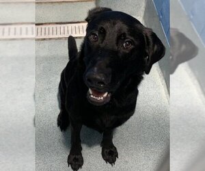 Shepradors Dogs for adoption in Forestville, MD, USA
