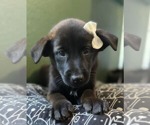 Labrador Retriever-Unknown Mix Dogs for adoption in San Diego, CA, USA