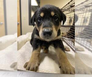 Shepweiller Dogs for adoption in Modesto, CA, USA