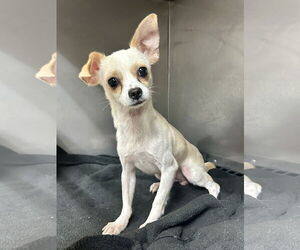 Chihuahua Dogs for adoption in Eastman, GA, USA