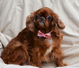 English Toy Spaniel Dogs for adoption in Bon Carbo, CO, USA