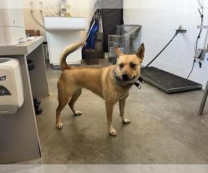 Carolina Dog-German Shepherd Dog Mix Dogs for adoption in Corona, CA, USA