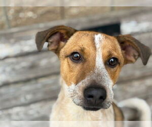 Mutt Dogs for adoption in Tulsa, OK, USA