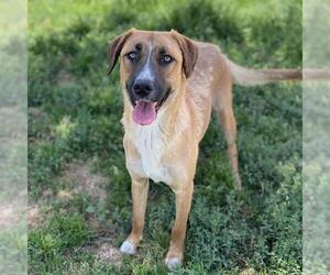 Labrador Retriever-Unknown Mix Dogs for adoption in Modesto, CA, USA