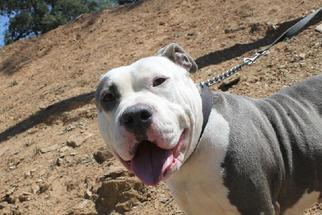 Olde Bulldog Dogs for adoption in Jamestown, CA, USA