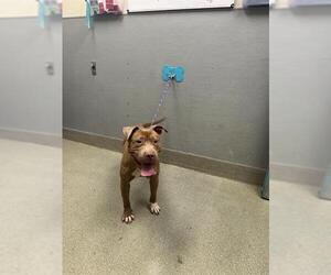 Mutt Dogs for adoption in Las Vegas, NV, USA