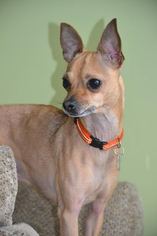 Italian Greyhuahua Dogs for adoption in Cincinnati, OH, USA