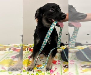 Schipperke-Unknown Mix Dogs for adoption in Conroe, TX, USA