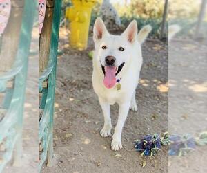 German Shepherd Dog-Siberian Husky Mix Dogs for adoption in Seal Beach, CA, USA