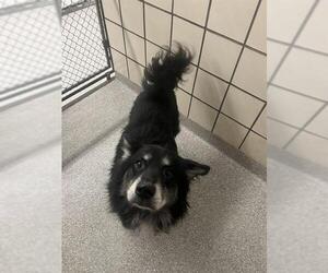 Border Collie-Unknown Mix Dogs for adoption in Pasadena, TX, USA