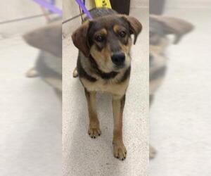 German Shepherd Dog-Unknown Mix Dogs for adoption in Riverside, CA, USA