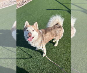Siberian Husky Dogs for adoption in phoenix, AZ, USA