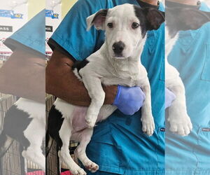 Jack Russell Terrier-Unknown Mix Dogs for adoption in Royal Palm Beach, FL, USA