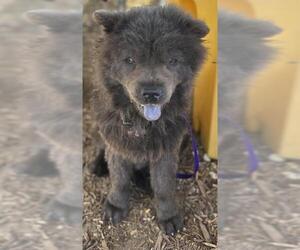 Chow Chow-Unknown Mix Dogs for adoption in Visalia, CA, USA