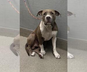 Medium Photo #1 American Pit Bull Terrier-Unknown Mix Puppy For Sale in Las Vegas, NV, USA