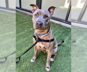 Mutt Dogs for adoption in San Francisco, CA, USA