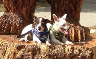 Rat-Cha Dogs for adoption in La Verne , CA, USA