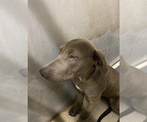 Weimaraner Dogs for adoption in Stockton, CA, USA