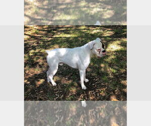 Boxer Dogs for adoption in Austin, TX, USA