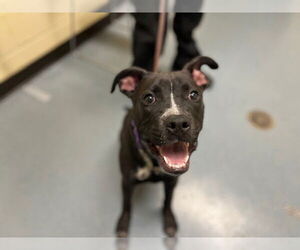 American Pit Bull Terrier-Labrador Retriever Mix Dogs for adoption in Denver, CO, USA