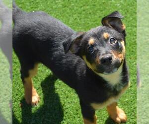 Rottweiler-Unknown Mix Dogs for adoption in Murfreesboro, TN, USA