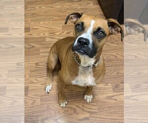 Boxer-Unknown Mix Dogs for adoption in Roxboro, NC, USA