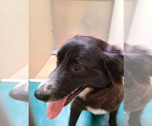 Border Collie-Unknown Mix Dogs for adoption in Ogden, UT, USA