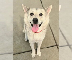 Gerberian Shepsky Dogs for adoption in Sacramento, CA, USA