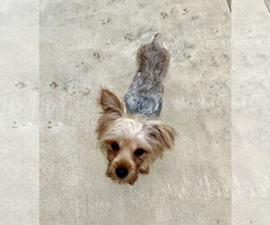 Mutt Dogs for adoption in Lake Elsinore, CA, USA