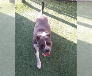 American Pit Bull Terrier Dogs for adoption in Norco, CA, USA