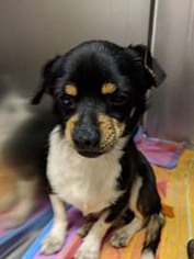 Chihuahua Dogs for adoption in Chantilly, VA, USA