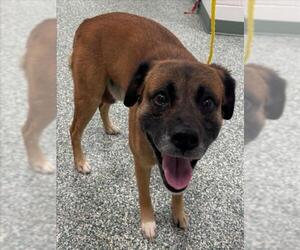 Akita-Unknown Mix Dogs for adoption in Salisbury, NC, USA