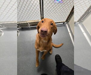 Labrador Retriever Dogs for adoption in Glen Allen, VA, USA