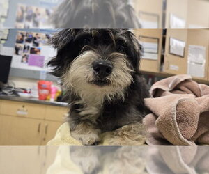 Mutt Dogs for adoption in Riverside, CA, USA