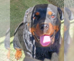 Rottweiler-Unknown Mix Dogs for adoption in Ventura, CA, USA
