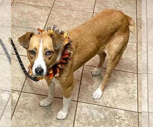 Mutt Dogs for adoption in Oklahoma City, OK, USA