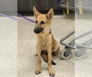 German Shepherd Dog-Unknown Mix Dogs for adoption in Conroe, TX, USA