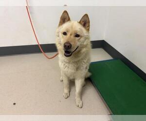 Chow Chow-Unknown Mix Dogs for adoption in Corona, CA, USA