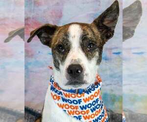 Boxer-Unknown Mix Dogs for adoption in Kennesaw, GA, USA