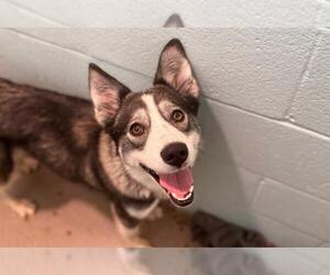 Siberian Husky-Unknown Mix Dogs for adoption in Fort Collins, CO, USA