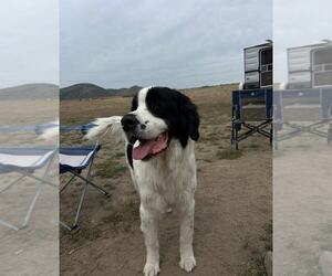 Mutt Dogs for adoption in MIDWAY, UT, USA