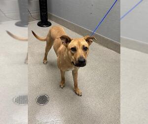 Mutt Dogs for adoption in Las Vegas, NV, USA
