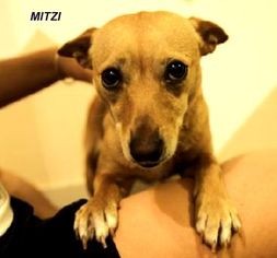 Miniature Pinscher Dogs for adoption in Marrero, LA, USA