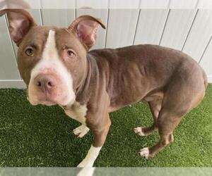 Staffordshire Bull Terrier Dogs for adoption in Tavares, FL, USA