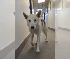 German Shepherd Dog-Huskies Mix Dogs for adoption in HESPERIA, CA, USA