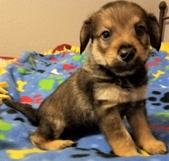 Medium Photo #1 Dachshund-Unknown Mix Puppy For Sale in Olalla, WA, USA