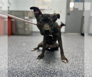 American Pit Bull Terrier-Huskies  Mix Dogs for adoption in Charlotte, NC, USA