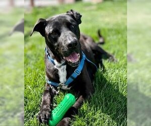 American Pit Bull Terrier-Labrador Retriever Mix Dogs for adoption in Petaluma, CA, USA