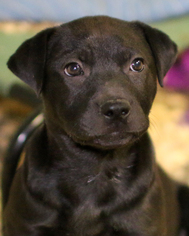 Boxador Dogs for adoption in Eureka Springs, AR, USA